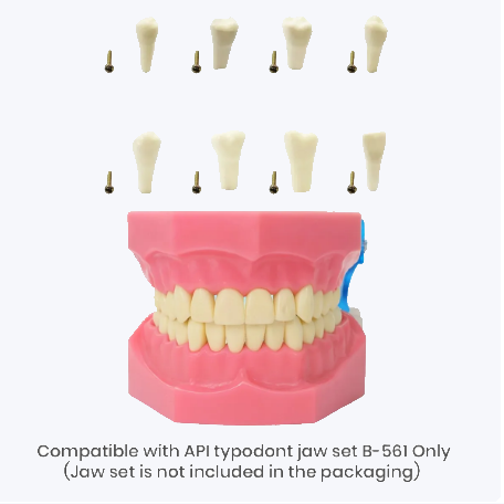 API Typodonts Individual B561 - Adult Size